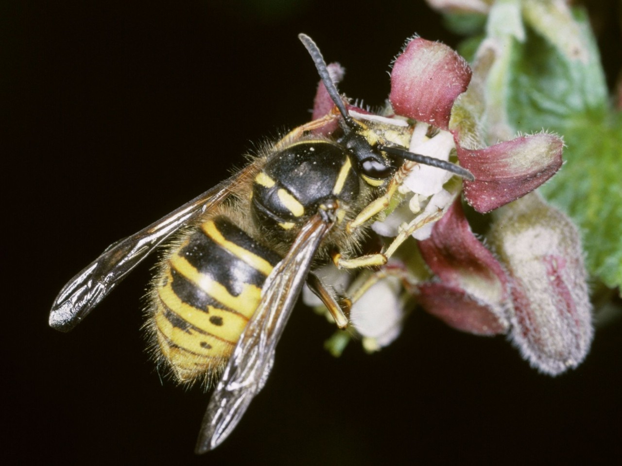 Vespula sp. @Albert Krebs-2052x1539