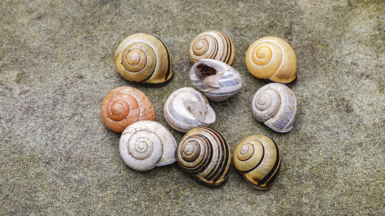 cepaea_nemoralis_cr_matthias_sorg-6000x3373