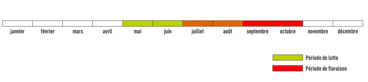 Période de floraison solidage