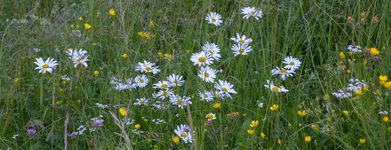 Prairie fleurie paquerette-4512x1736