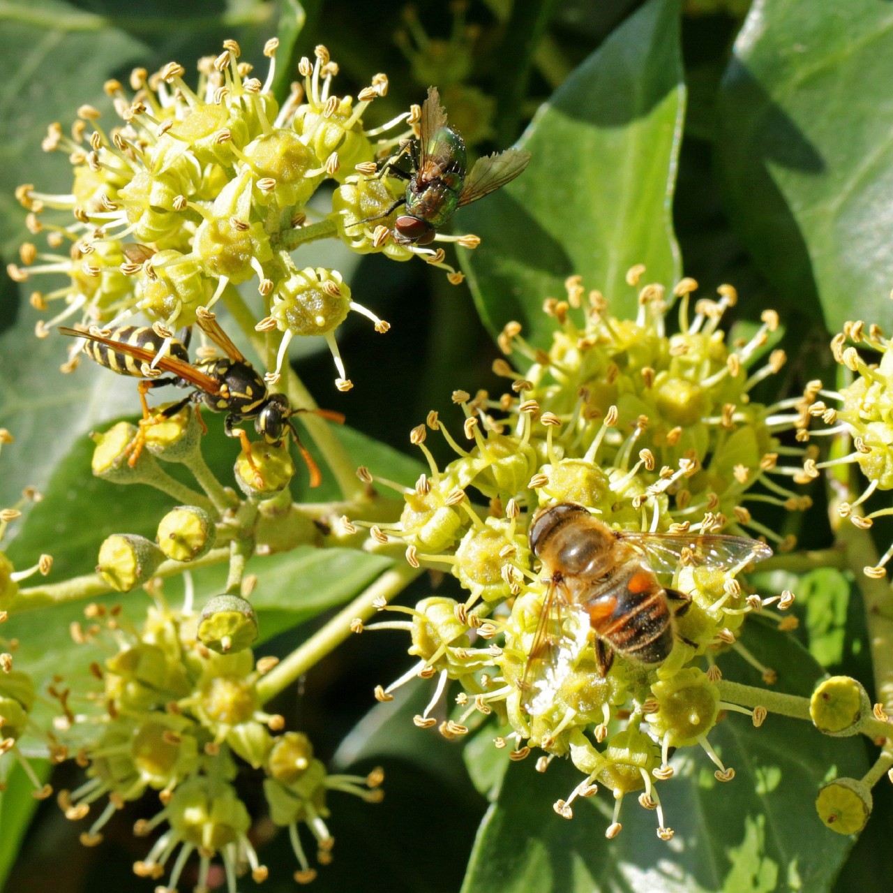 Hedera helix_©ETH-Bibliothek Zürich, Bildarchiv : Rudolf Rudolf-2510x2509