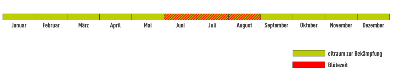 Blütezeit Schmetterlingsstrauch