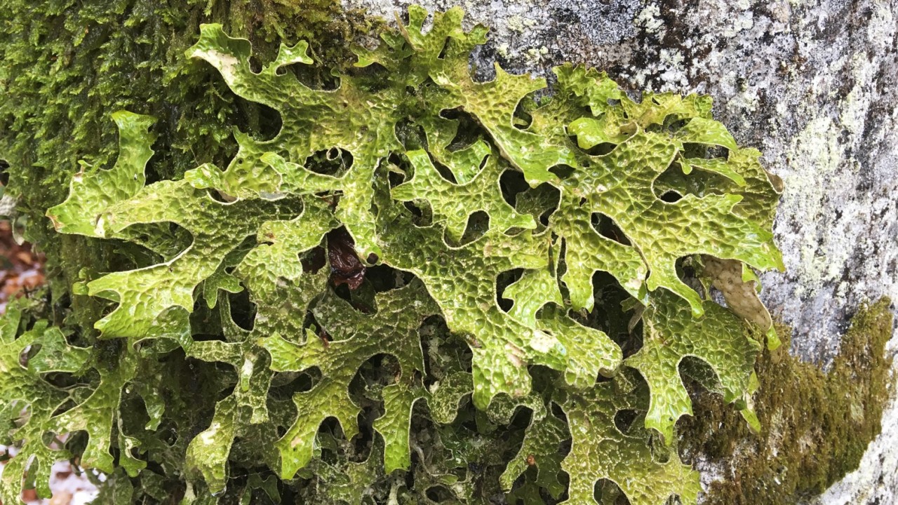 Lobaria pulmonaria-24- ©Mathias Vust-1575x886