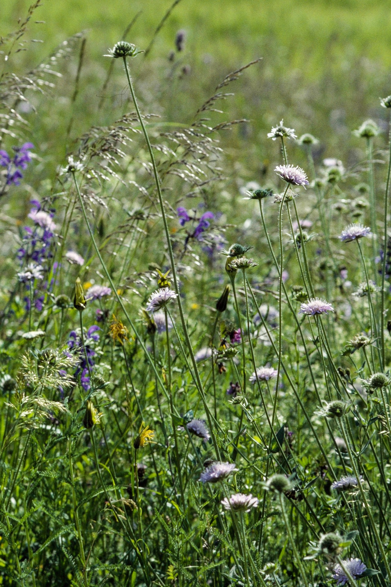 Prairie fleurie ©Albert Krebs-2083x3124