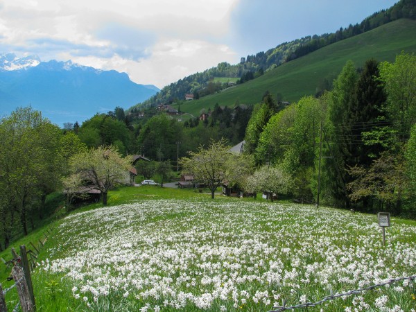 Narcisses Les Avants