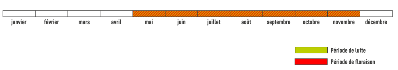 Période de floraison séneçon