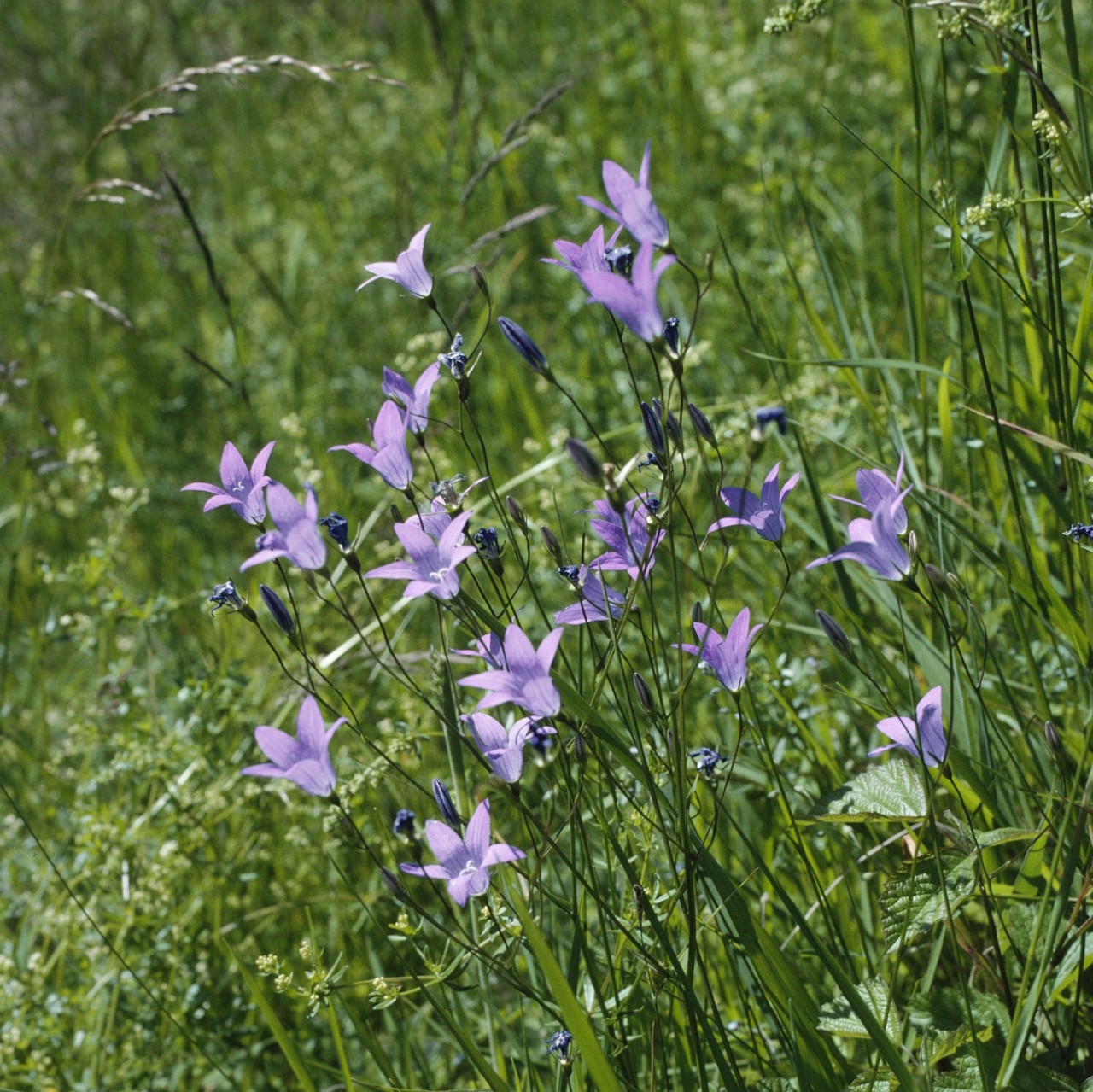 Campanula patula_©Entomologie:Botanik, ETH Zürich : Fotograf - Albert Krebs-3072x3070