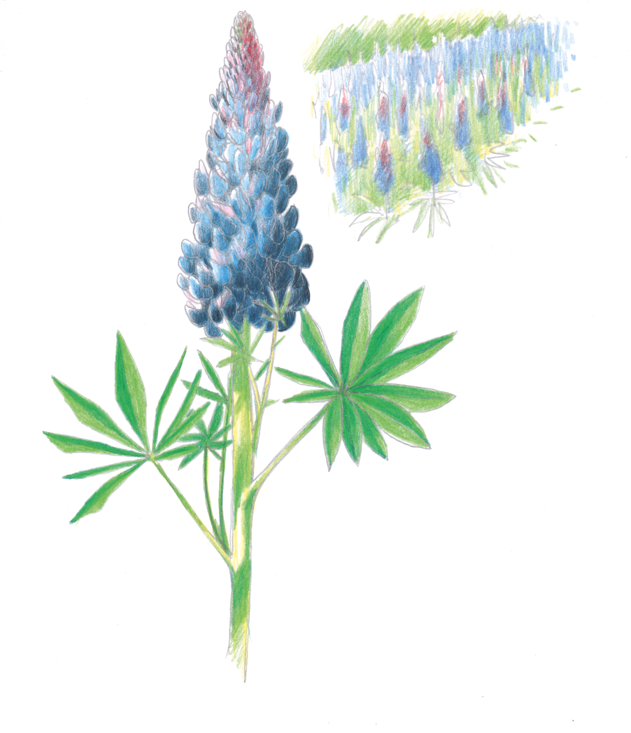 Lupinus polyphyllus