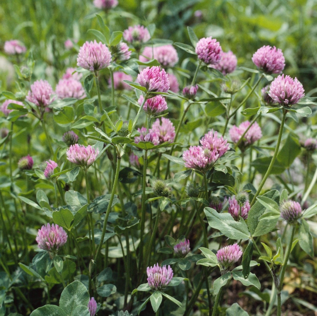 Trifolium pratense_©Entomologie:Botanik, ETH Zürich : Fotograf_Albert Krebs-2052x2051