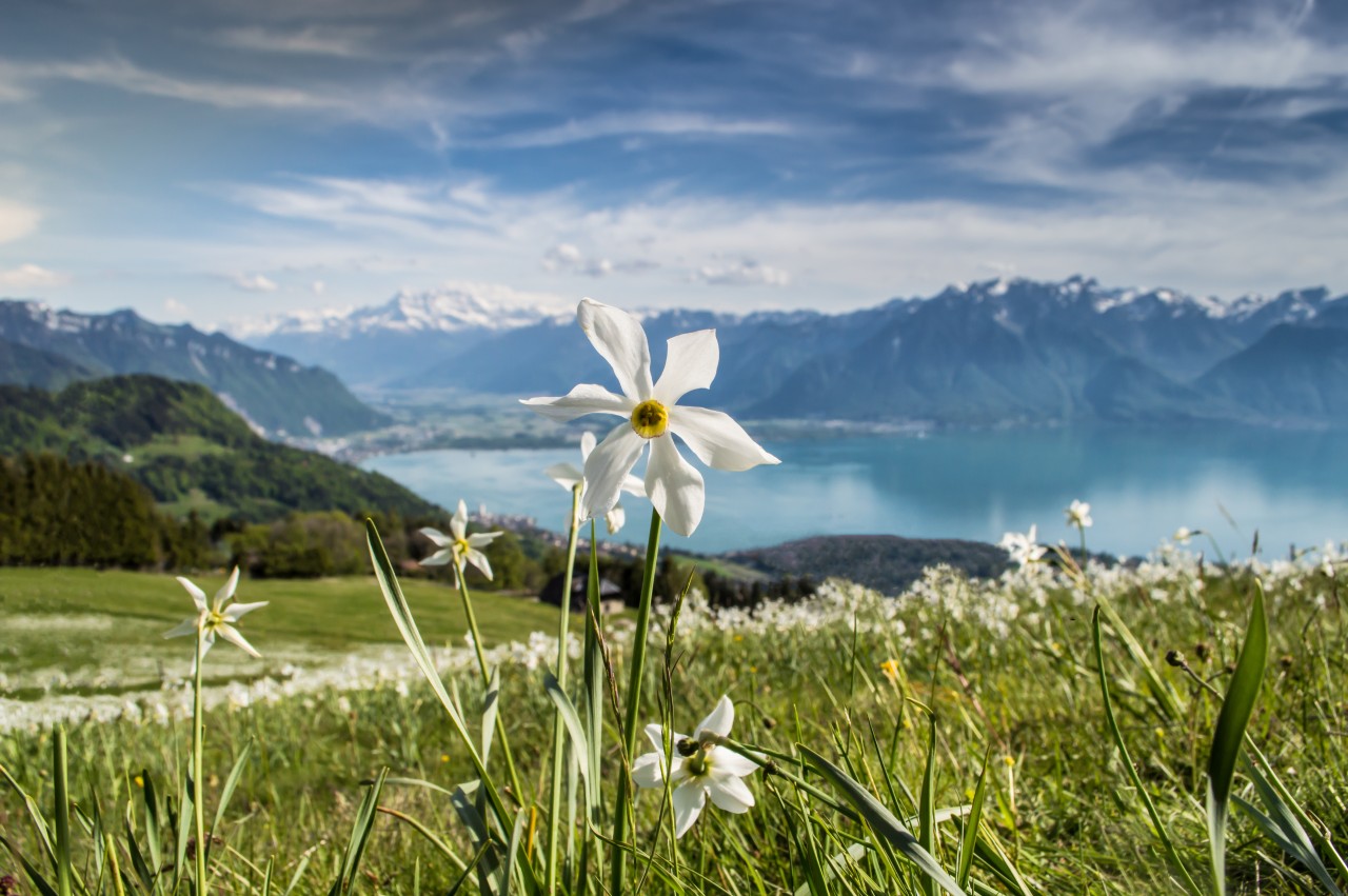 Narcisses - ©Maude Rion : Montreux-Vevey Tourisme