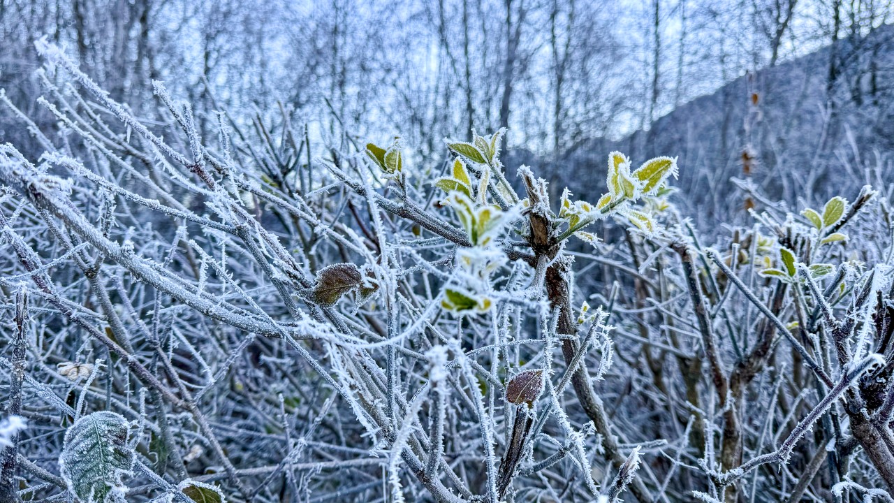 Givre Intyamon