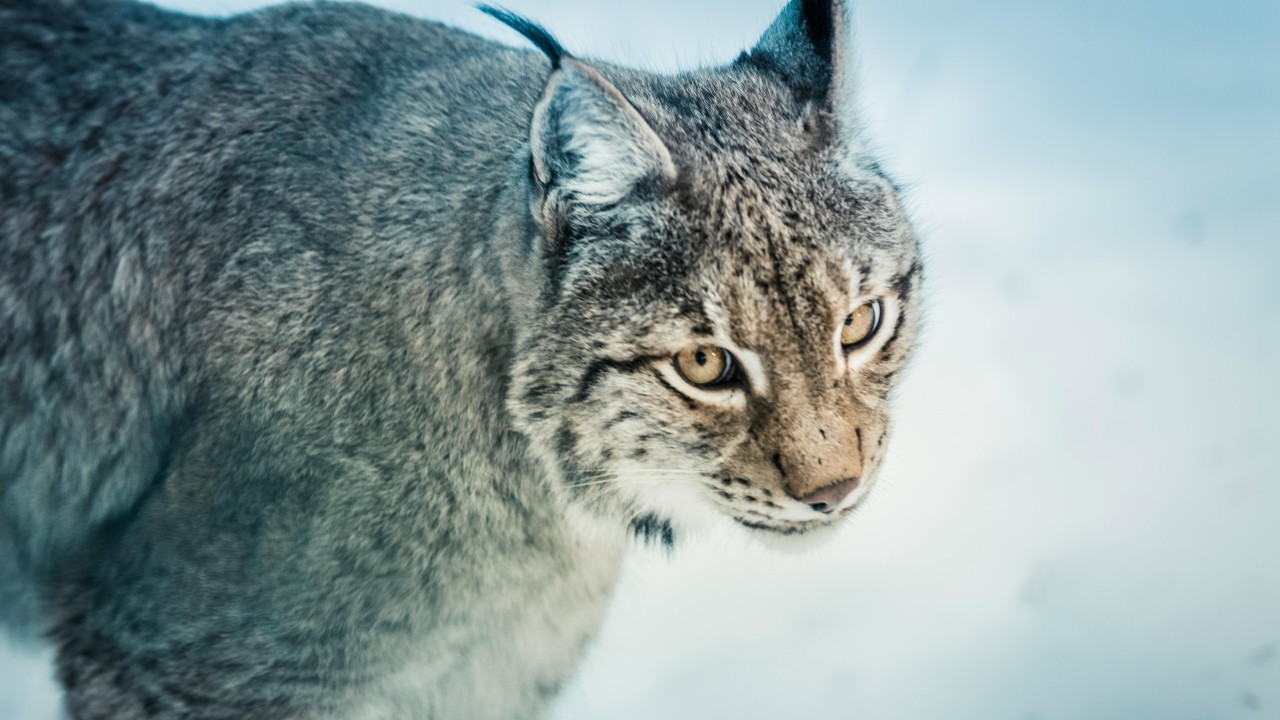Lynx ©markus spiske-5760x3238