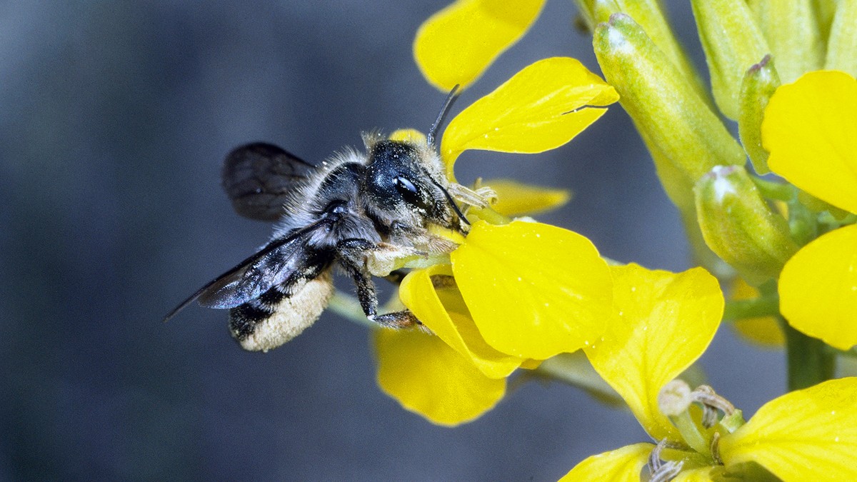 Osmia_brevicornis_A.Krebs-1200x675