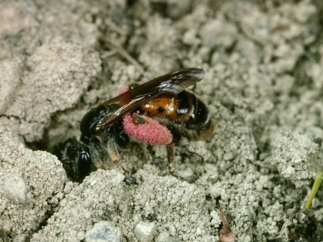 Andrena hattorifiana @Albert Krebs-2037x1527