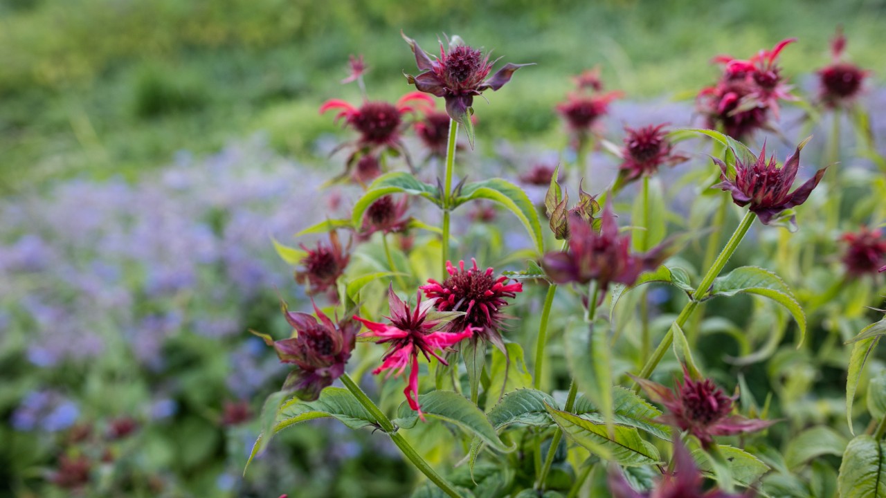 Monarde 2 Alpes en Fleurs-5000x2811