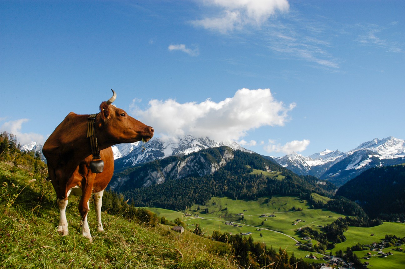 Vache Pays d'Enhaut