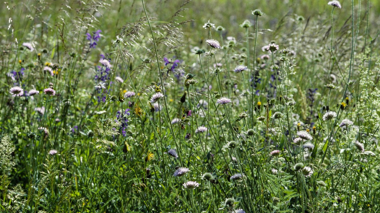 Prairie fleurie ©Albert Krebs-4677x2631