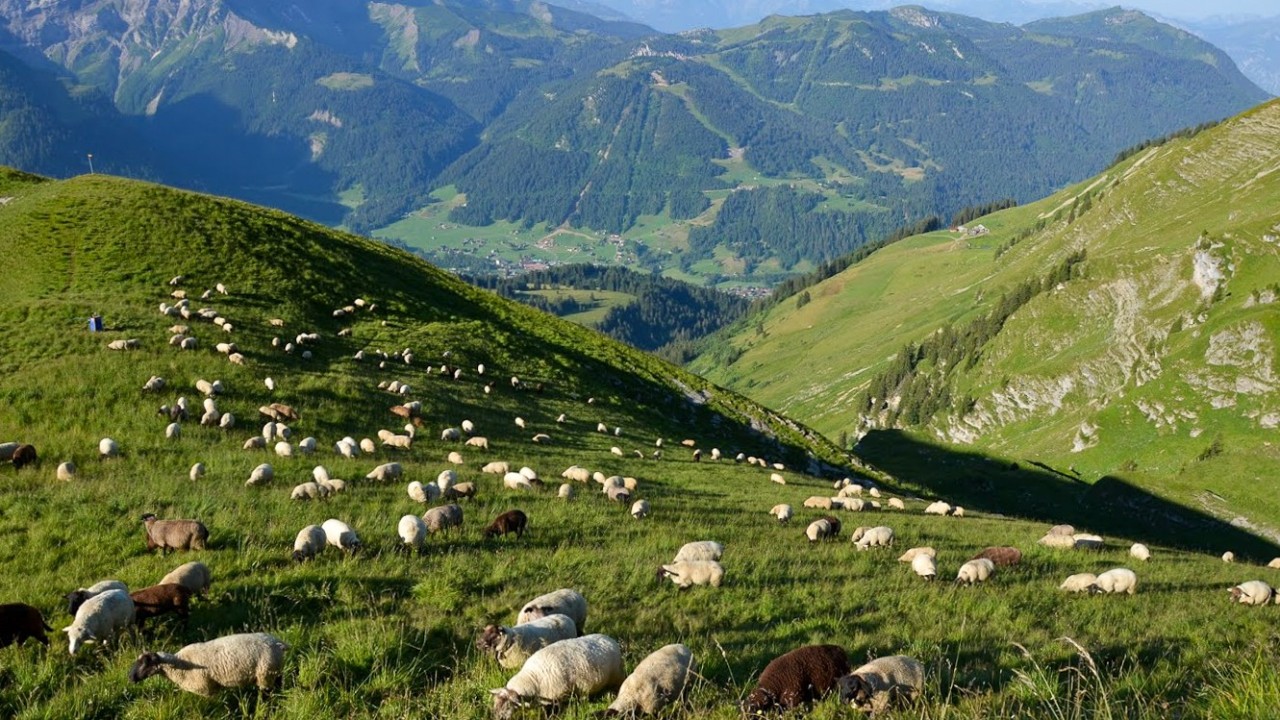 Troupeau moutons-1331x749