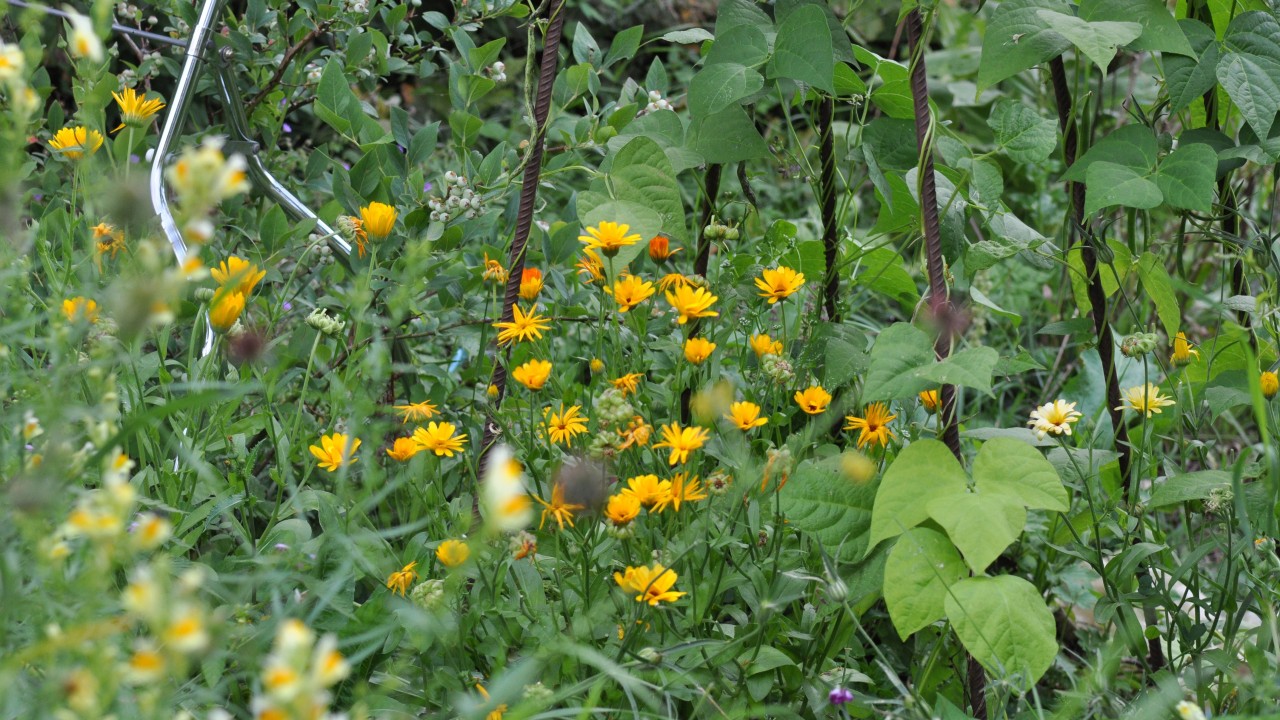 Jardin durable-4288x2413