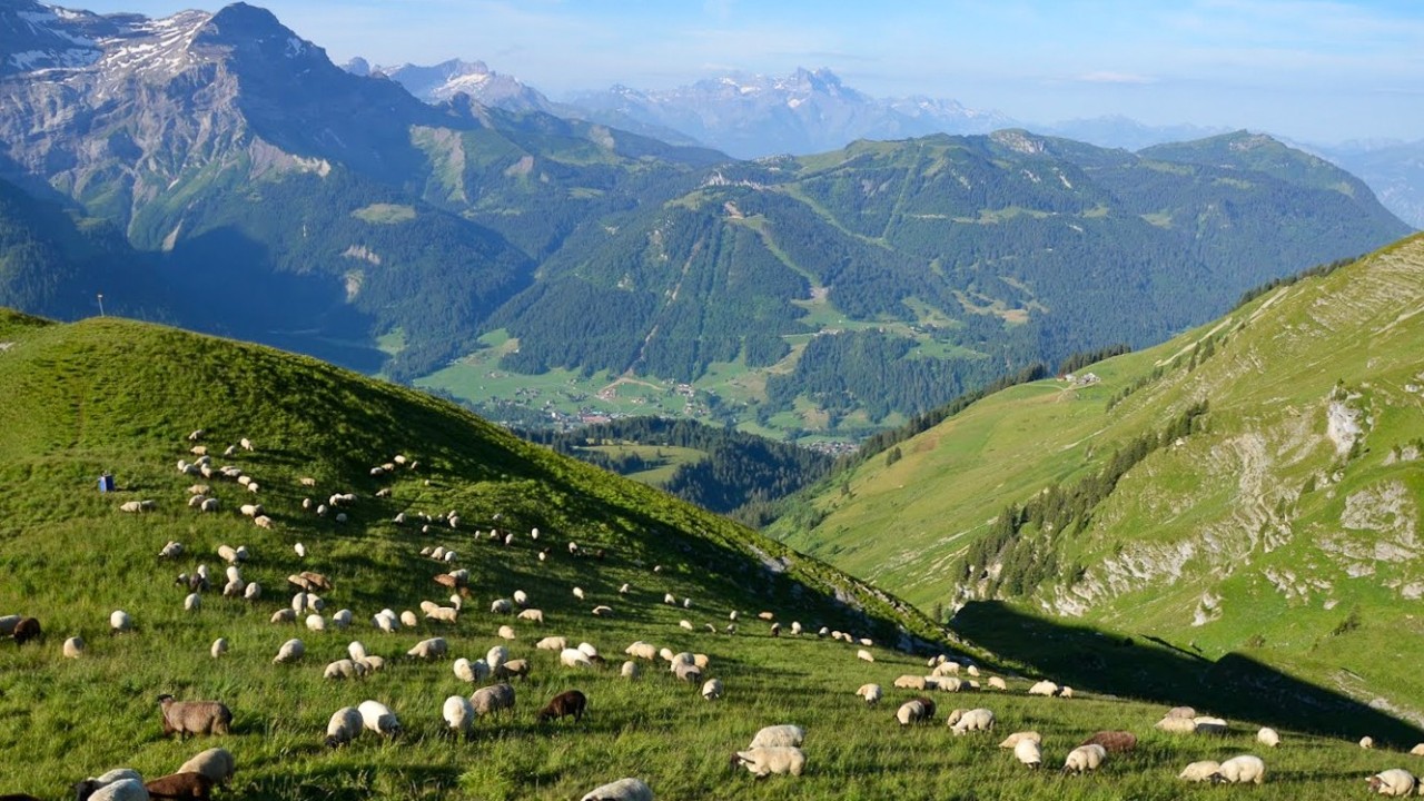 Troupeau moutons-1331x749