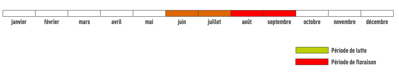 Période de floraison impatiente glanduleuse