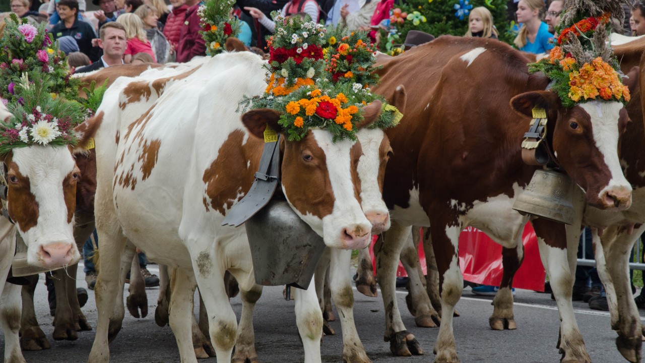 7.LES-GRANGES-GERIGNOZ_L-ETIVAZ_DESALPE-4819x2712