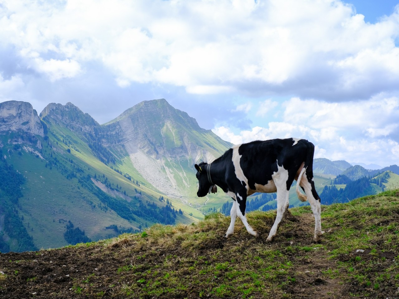 Vache alpage Gros Moléson-1821x1365