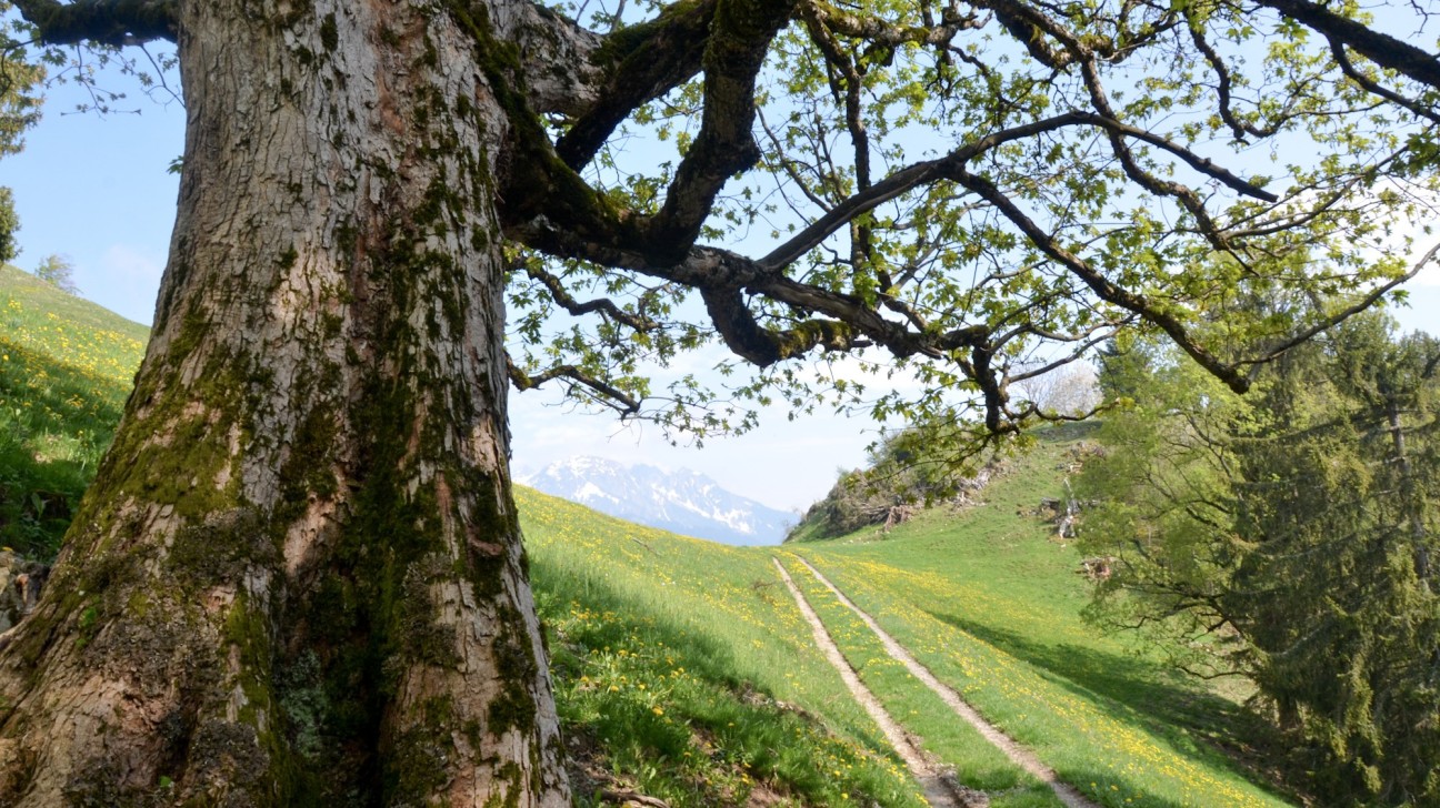 Arbre printemps-2000x1124