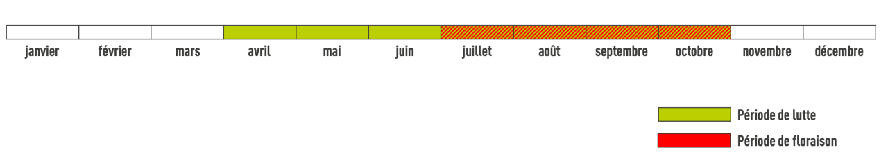 Période de floraison ambroisie