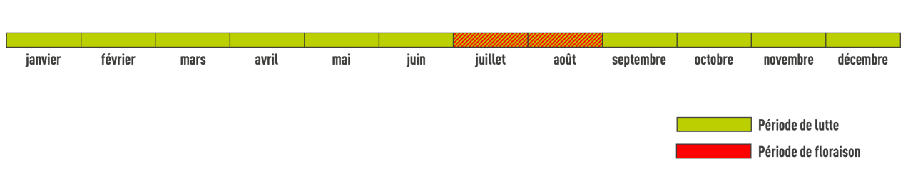 Période de floraison ailante glanduleux