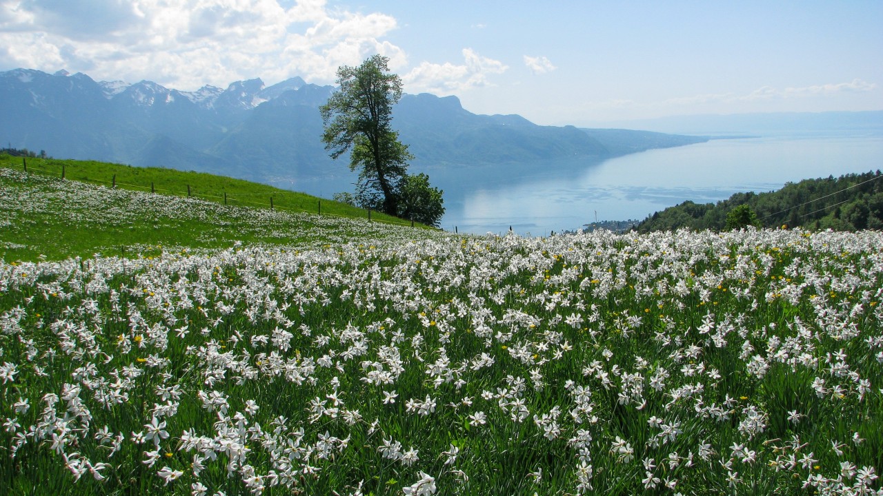 Narcisses La Combe des Vurzis-3264x1836
