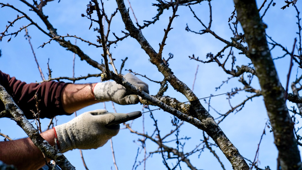 Cours de taille arbres fruitiers-4416x2483