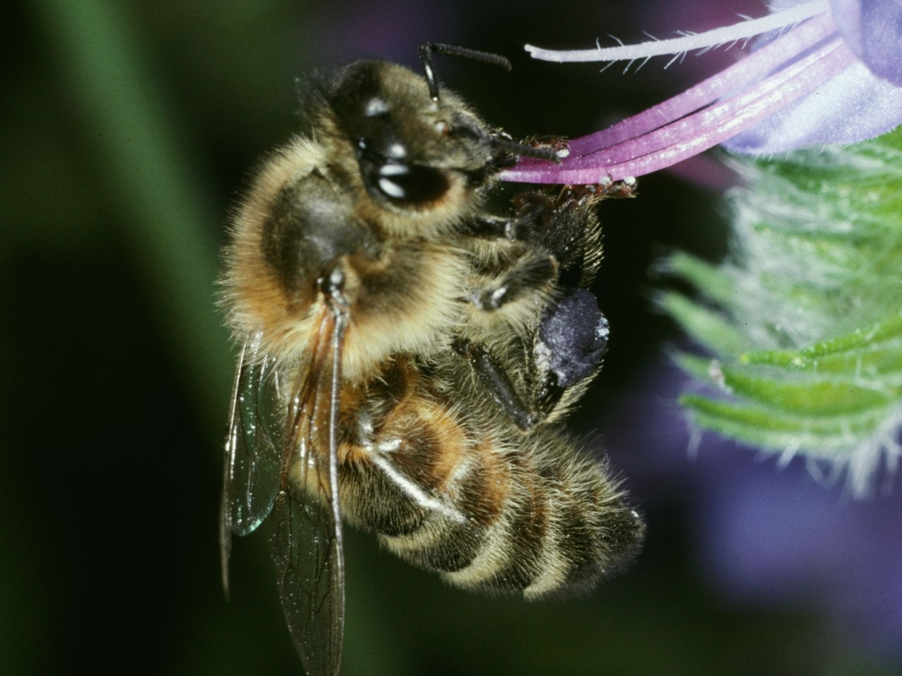 Apis mellifera @Albert Krebs-3072x2305