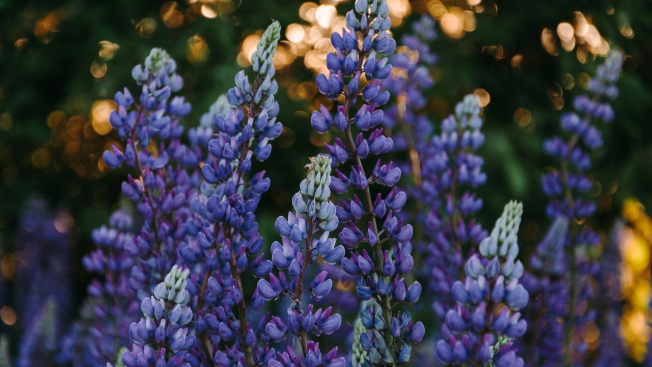 Lupins - ©Irina Iriser-6000x3373