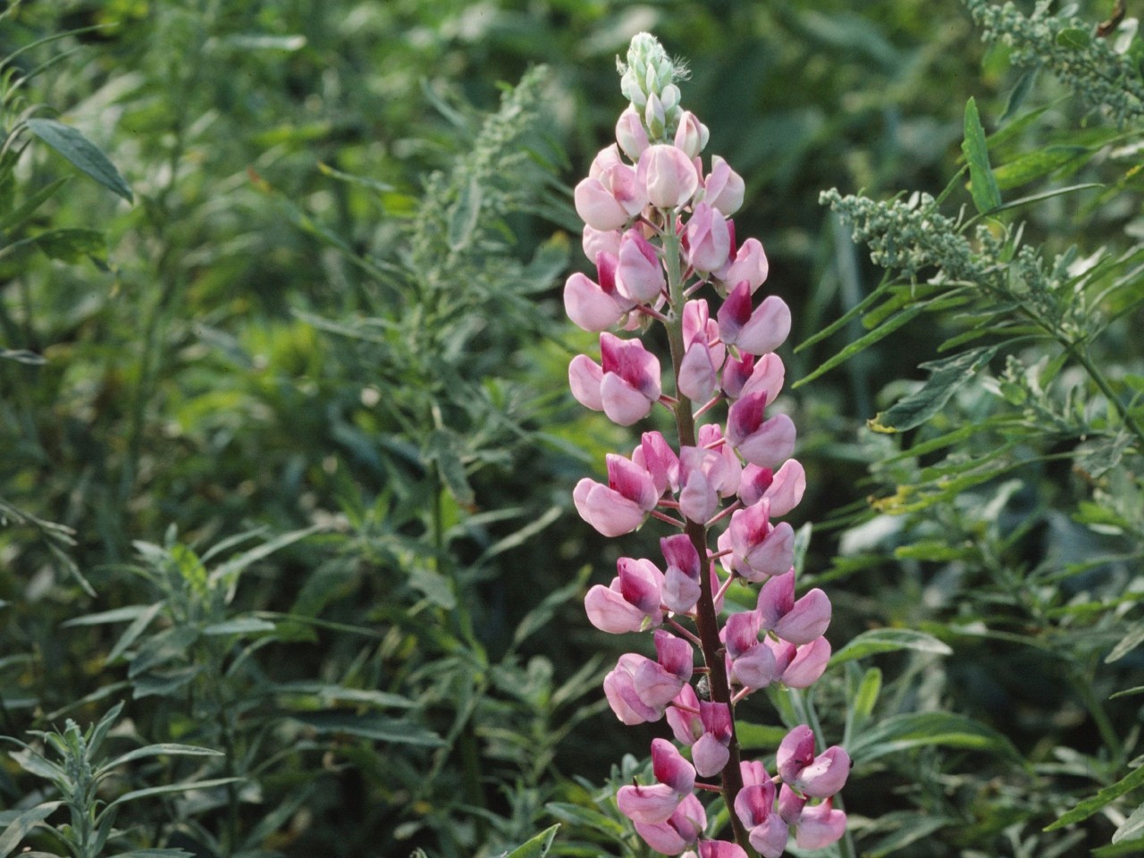 Lupin©Albert Krebs-3072x2304