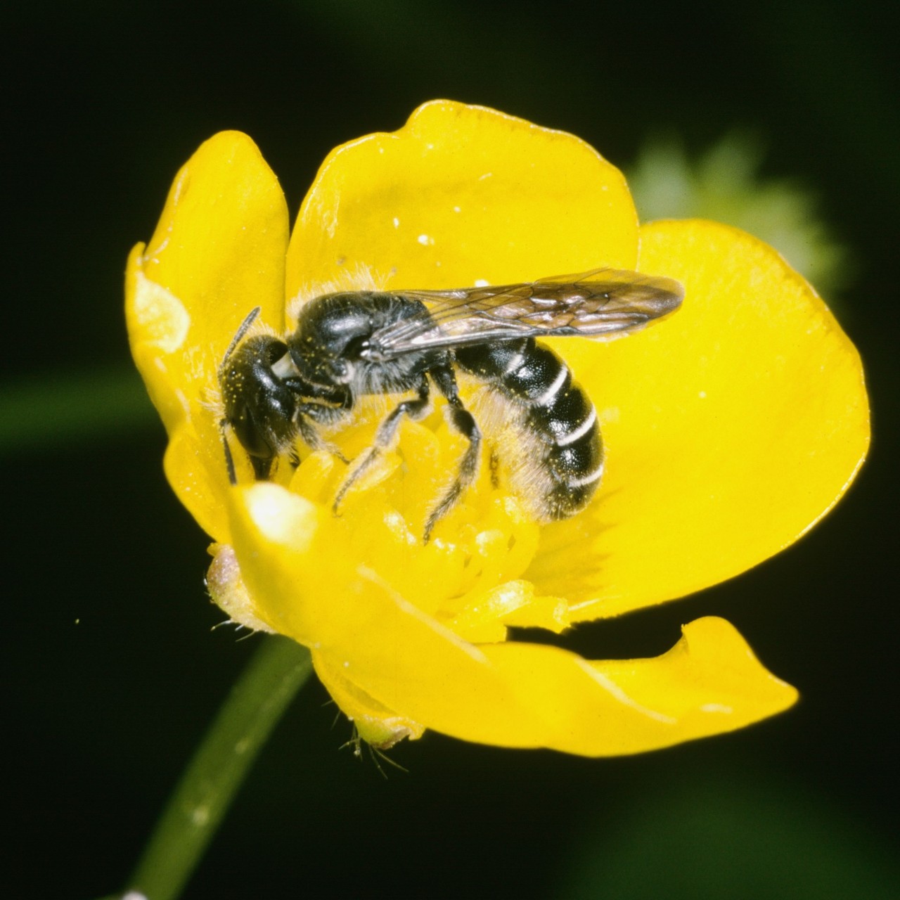 Chelostoma florisomne_©Entomologie:Botanik, ETH Zürich : Fotograf - Albert Krebs-3072x3072