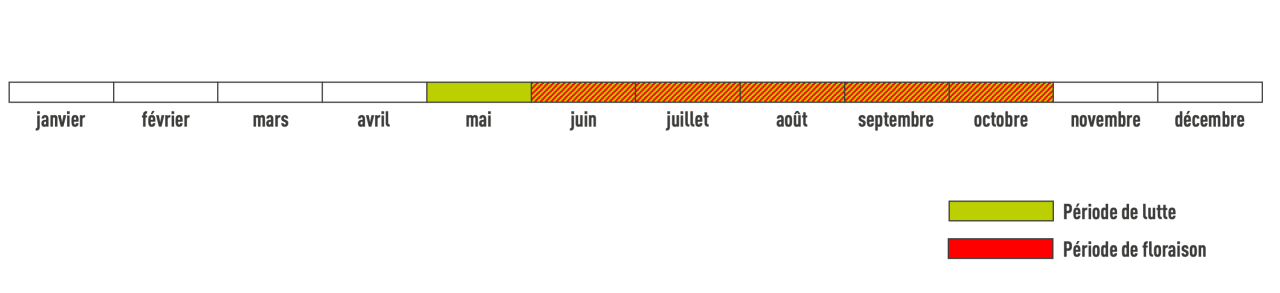 Période de floraison du lupin