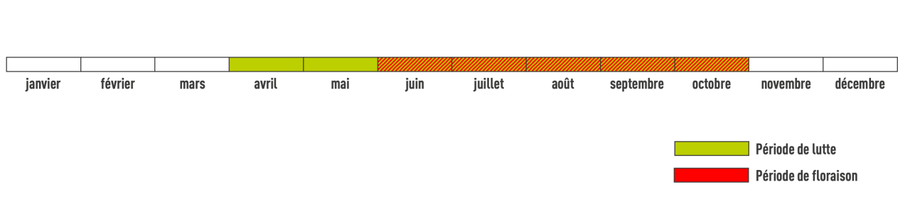 Période de floraison vergerette annuelle